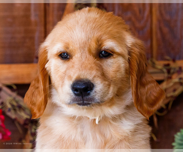 Medium Photo #2 Golden Retriever Puppy For Sale in WAKARUSA, IN, USA