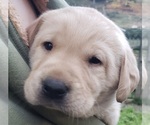 Puppy Yellow male Labrador Retriever