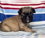 Small #4 French Bulldog