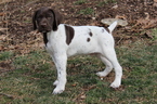 Small Photo #12 German Shorthaired Pointer Puppy For Sale in BLAINSPORT, PA, USA