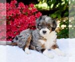 Small Aussiedoodle Miniature 