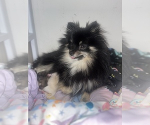 Mother of the Pomeranian puppies born on 01/06/2023