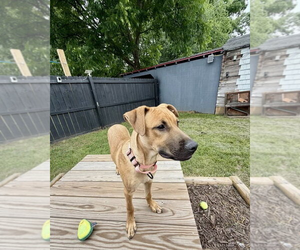 Medium Photo #11 Redbone Coonhound-Unknown Mix Puppy For Sale in Mooresville, NC, USA