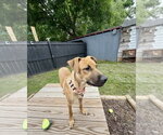 Small #10 Redbone Coonhound Mix