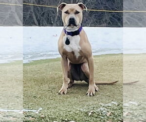 American Bulldog-Unknown Mix Dogs for adoption in Princeton, MN, USA