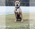 Tip - Female American Bulldog-Unknown Mix Dog for Adoption - Small photo