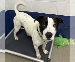 Mutt Dogs for adoption in Sterling, MA, USA