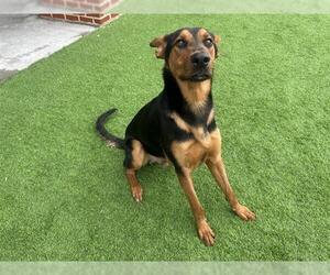 German Shepherd Dog-Unknown Mix Dogs for adoption in Grand Prairie, TX, USA