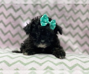 Australian Shepherd-Poodle (Toy) Mix Puppy for sale in LAKELAND, FL, USA