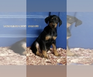 Doberman Pinscher Puppy for Sale in HAGERSTOWN, Indiana USA