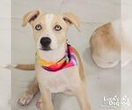 Small #2 Australian Shepherd Mix