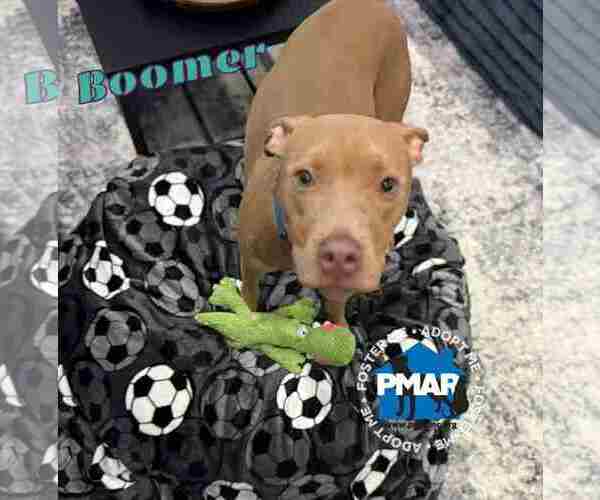 Medium Photo #1 Mutt Puppy For Sale in Binghamton, NY, USA