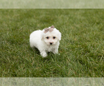 Small Photo #3 Bichon Frise Puppy For Sale in WOLCOTTVILLE, IN, USA