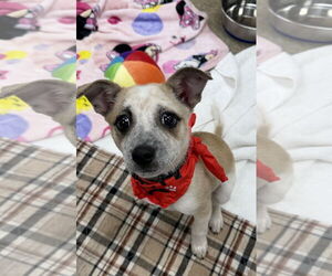 Mutt Dogs for adoption in Bellevue, WA, USA