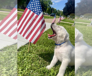 Labrador Retriever Puppy for sale in CLINTON, IA, USA