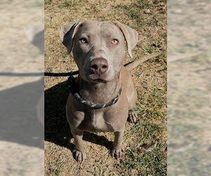 Labmaraner Dogs for adoption in Lee's Summit, MO, USA