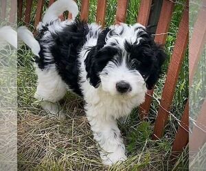 Aussiedoodle Miniature Puppy for sale in LEBANON, OR, USA