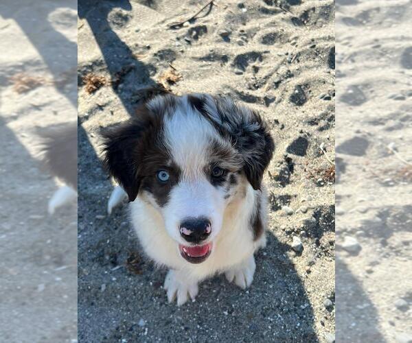 Medium Photo #16 Border Collie Puppy For Sale in EVERETT, WA, USA
