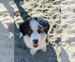 Small Photo #16 Border Collie Puppy For Sale in EVERETT, WA, USA