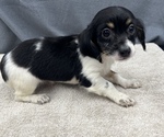 Small Photo #10 Chiweenie Puppy For Sale in SAINT AUGUSTINE, FL, USA