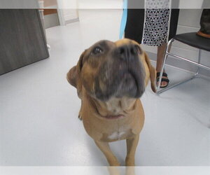 Staffordshire Bull Terrier Dogs for adoption in Ocala, FL, USA