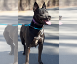 Small #1 Labrador Retriever Mix