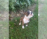Small Photo #17 Boxer Puppy For Sale in METROPOLIS, IL, USA