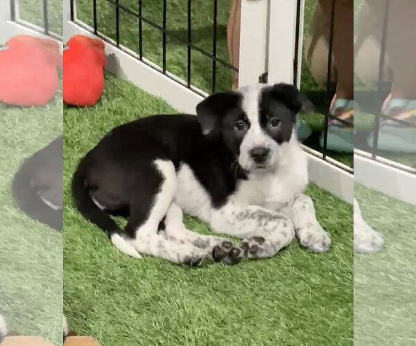 Medium Photo #10 Border Collie-Unknown Mix Puppy For Sale in Sanford, FL, USA