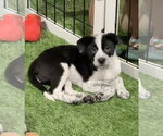 Small #9 Border Collie Mix