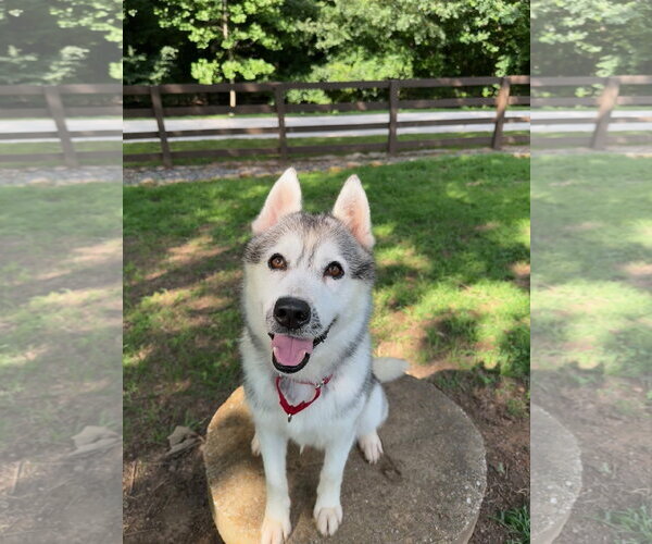 Medium Photo #3 Siberian Husky Puppy For Sale in Cumming, GA, USA
