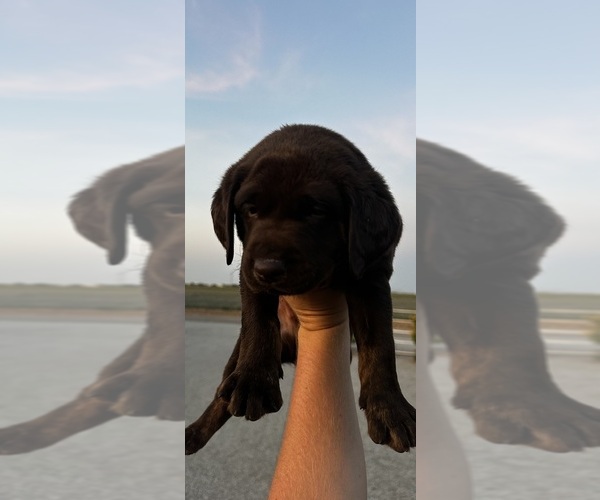 Medium Photo #7 Labrador Retriever Puppy For Sale in BUCKEYE, AZ, USA
