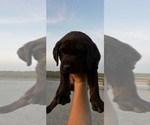 Small #6 Labrador Retriever