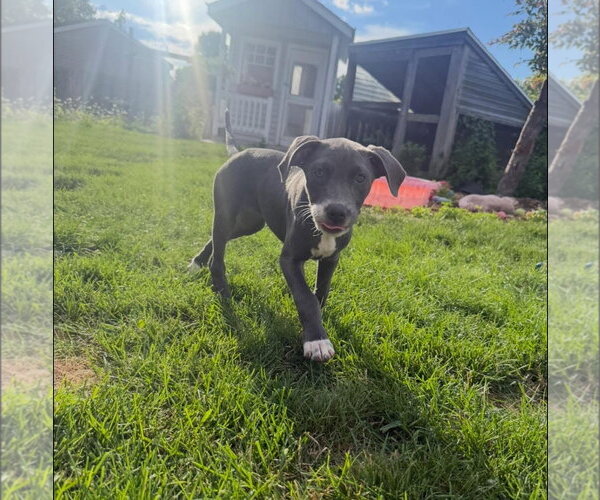Medium Photo #4 Catahoula Leopard Dog-Unknown Mix Puppy For Sale in New London, WI, USA