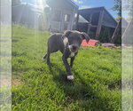 Small #3 Catahoula Leopard Dog Mix