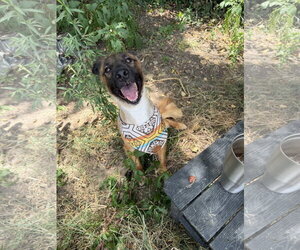 Collie-Unknown Mix Dogs for adoption in Jackson, MS, USA