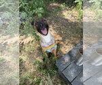 Curly Joe - Male Collie-Unknown Mix Dog for Adoption - Small photo