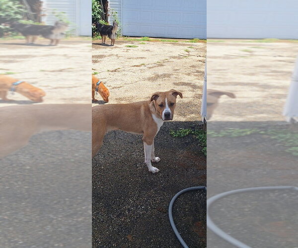 Medium Photo #6 Boxer-Unknown Mix Puppy For Sale in Aurora, IN, USA