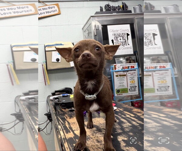 Medium Photo #8 Chihuahua-Unknown Mix Puppy For Sale in Arlington, VA, USA