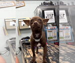 Small #7 Chihuahua Mix