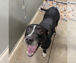 Small #1 Labrador Retriever Mix
