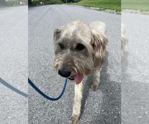 Mutt Dogs for adoption in Front Royal, VA, USA