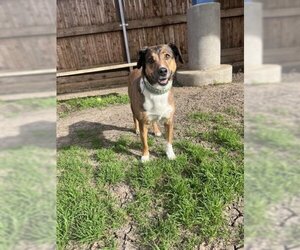 Beagle-Unknown Mix Dogs for adoption in Plano, TX, USA