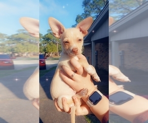 Chihuahua Puppy for sale in PENSACOLA, FL, USA