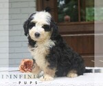 Small #2 Bernedoodle (Miniature)