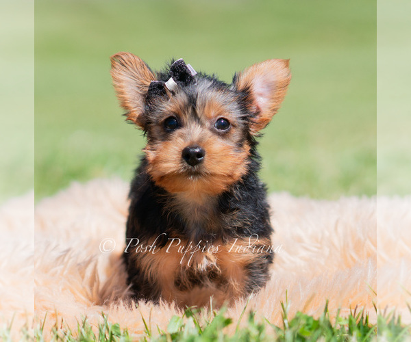 Medium Photo #4 Yorkshire Terrier Puppy For Sale in WARSAW, IN, USA