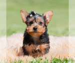 Small Photo #4 Yorkshire Terrier Puppy For Sale in WARSAW, IN, USA