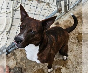 German Pinscher-Unknown Mix Dogs for adoption in Tracy City, TN, USA