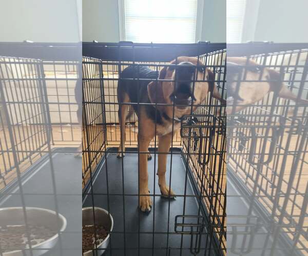 Medium Photo #4 Mutt Puppy For Sale in Forest, VA, USA