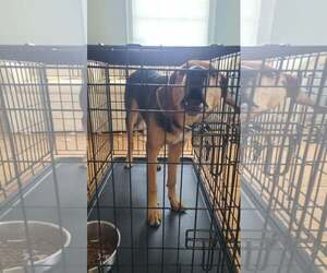 Pasta - Male Mutt Dog for Adoption - Photo #4