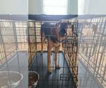Small Photo #4 Mutt Puppy For Sale in Forest, VA, USA